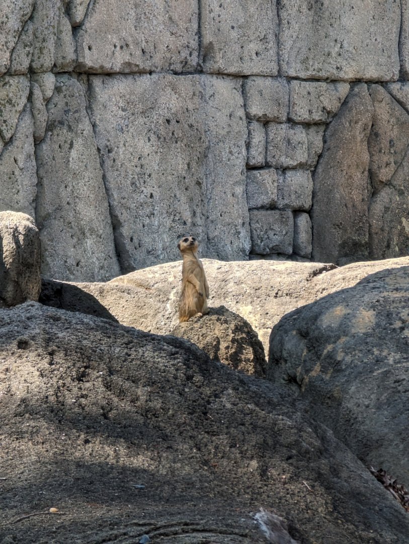 Meerkat at the Greensboro Science Center