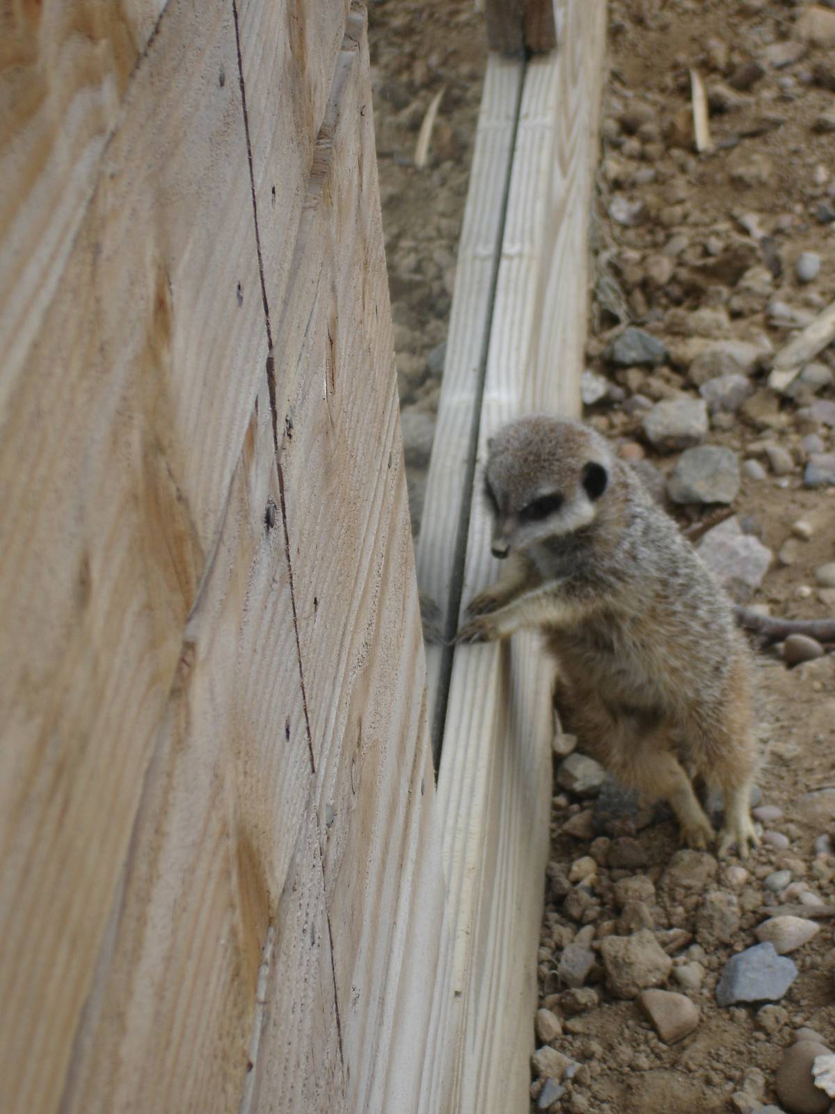 Meerkat at the window