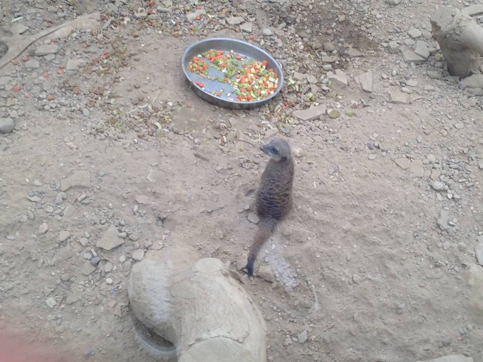 Meerkat at Tropical World - 02/10/2013
