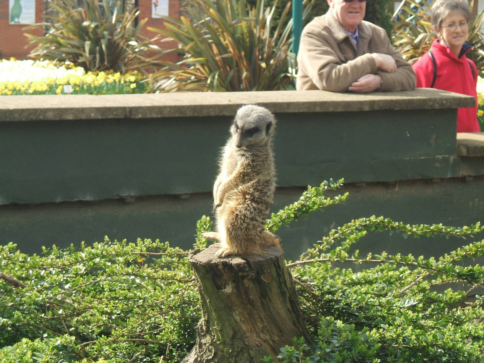 Meerkat at Twycross Zoo