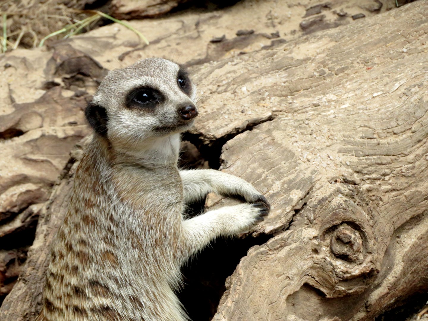 Meerkat at Werribee Open Range Zoo