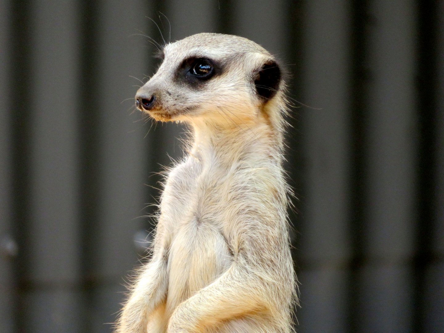 Meerkat at Wildlife HQ/Queensland Zoo