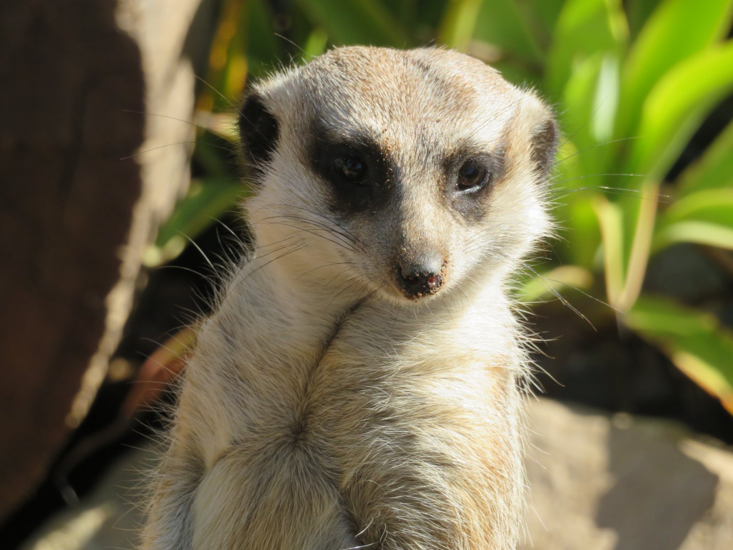 Meerkat at Wildlife HQ Zoo 2020