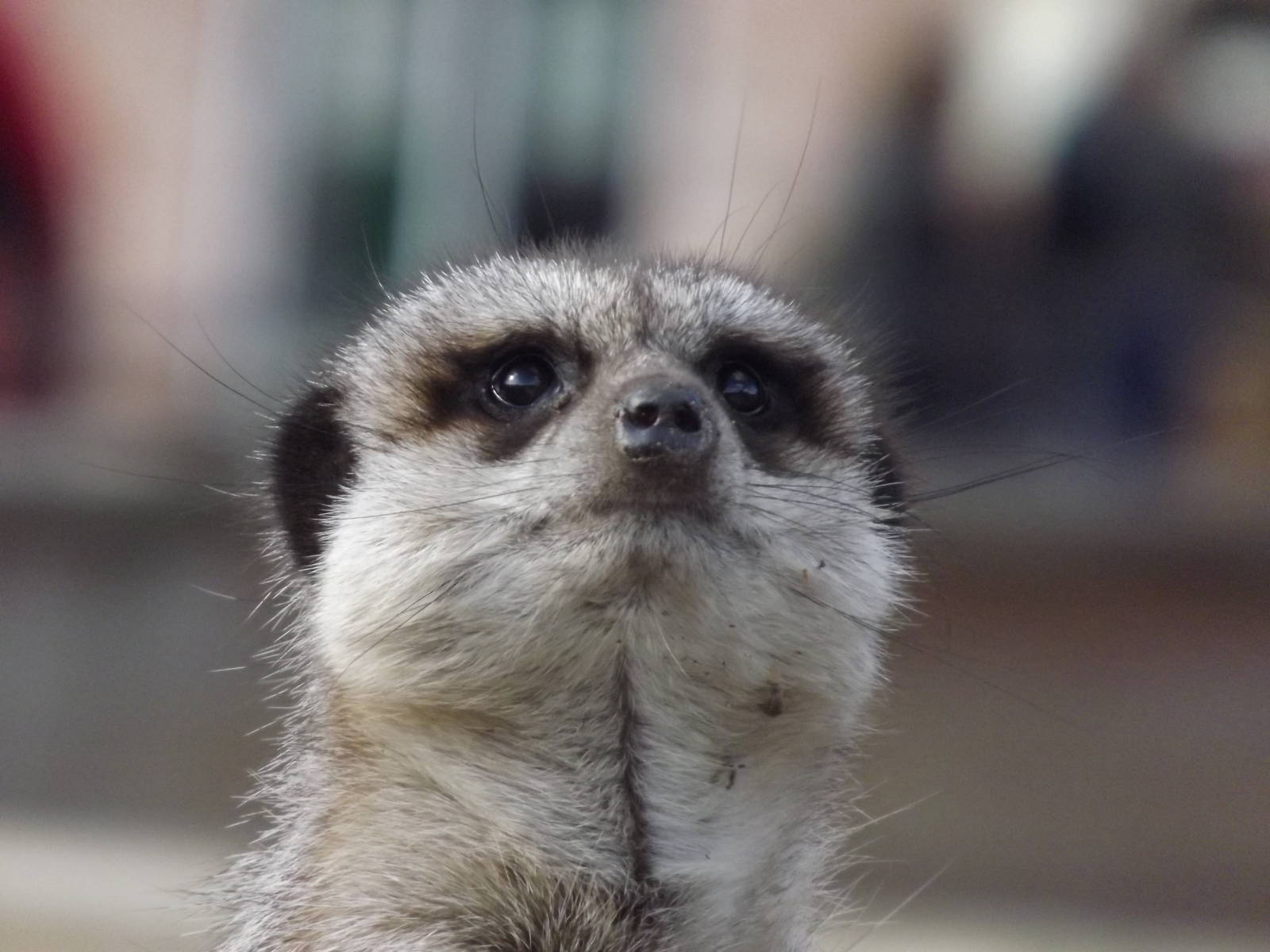 Meerkat at Yorkshire Wildlife Park 18/02/12