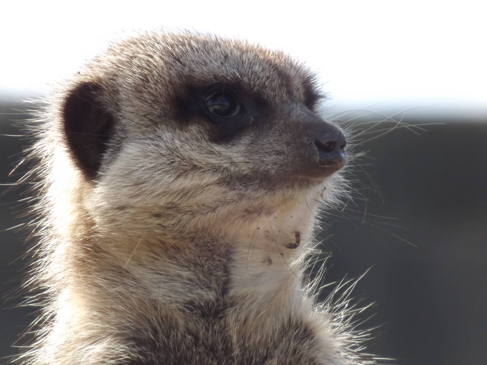 Meerkat at Yorkshire Wildlife Park 18/02/12