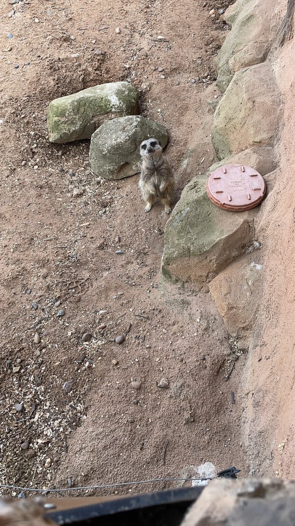Meerkat at YWP