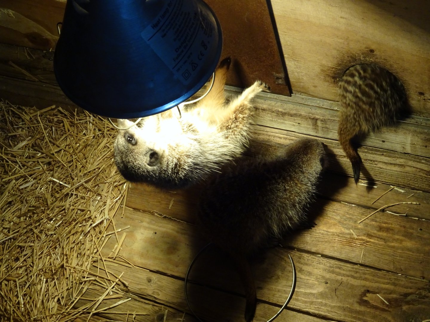 Meerkat attached to heat lamp