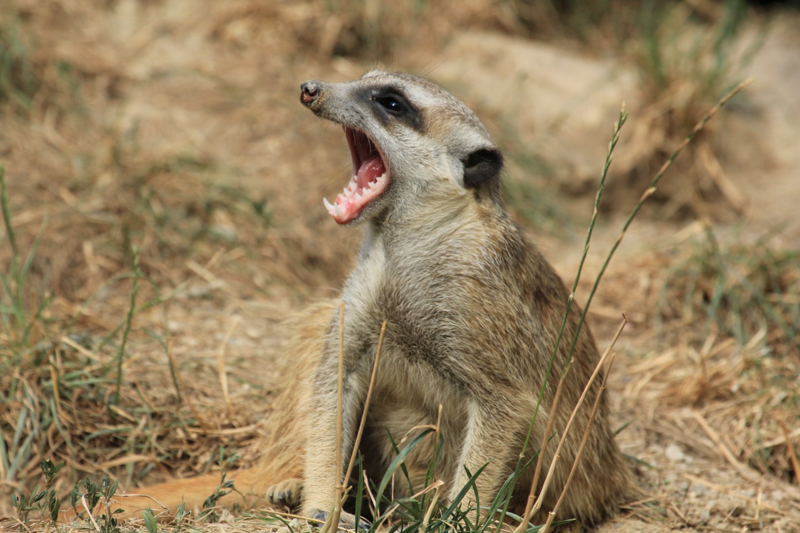 Meerkat (August 2018)