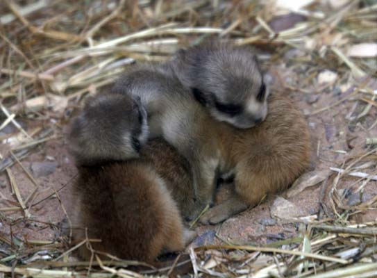 Meerkat babies Yorkshire Wildlife Park 9/8/09