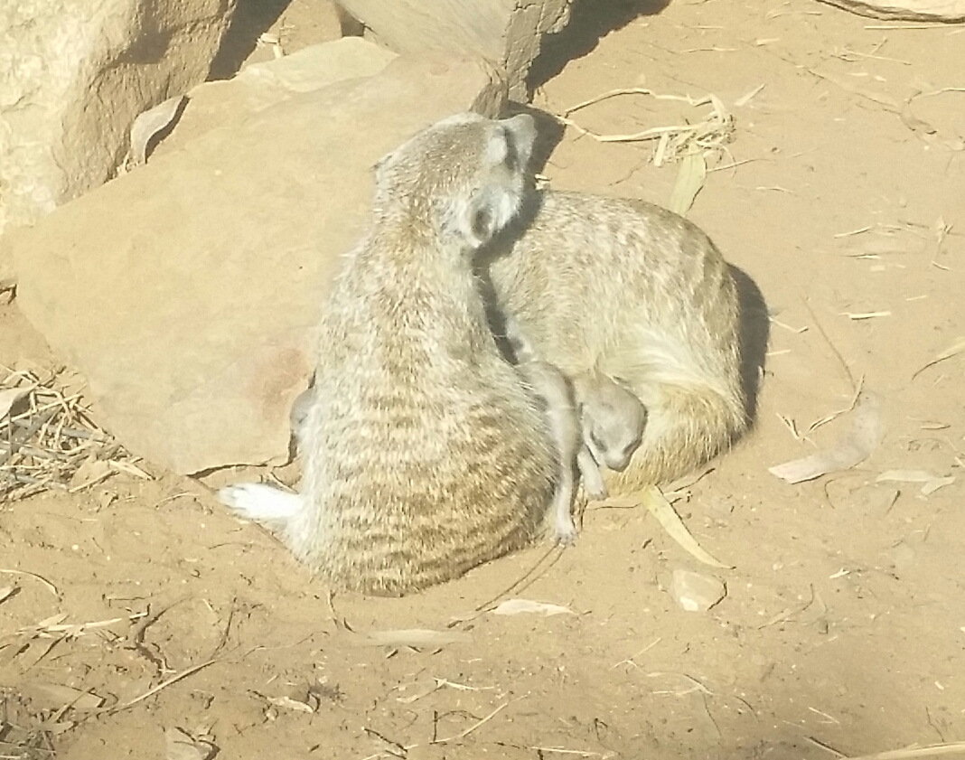 Meerkat babies