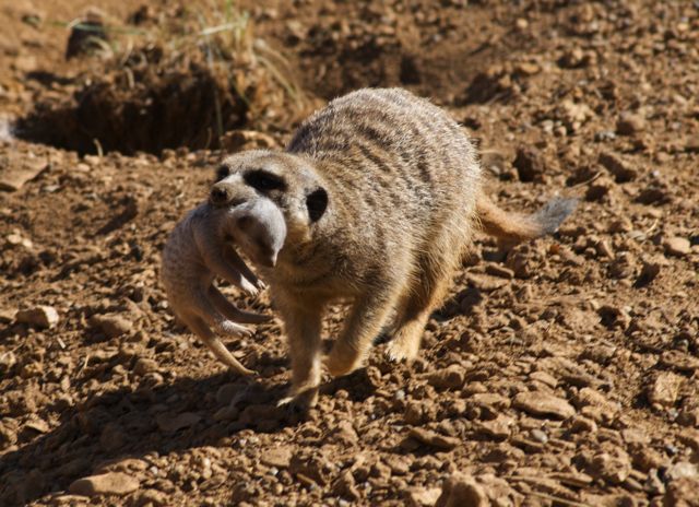 Meerkat Baby 22/08/2010