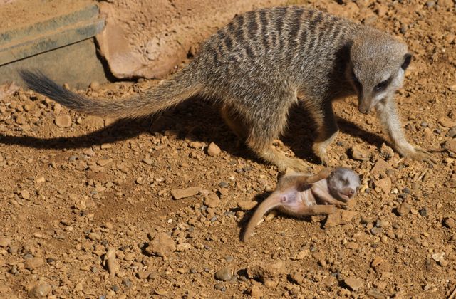 Meerkat Baby 22/08/2010
