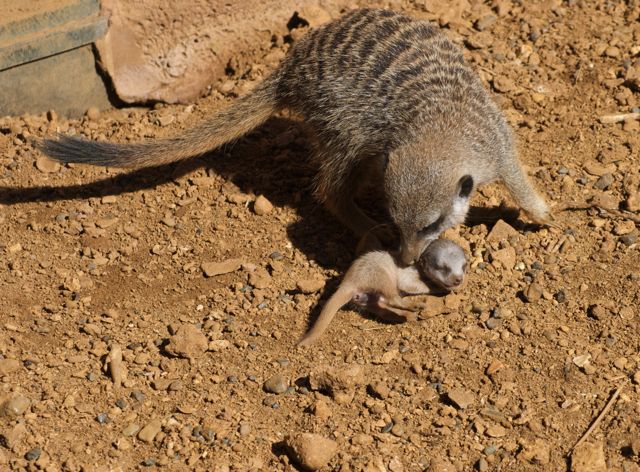 Meerkat Baby 22/08/2010