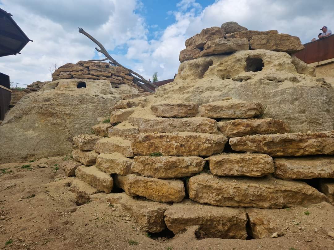 Meerkat/Bat-eared Fox/Cape Porcupine exhibit