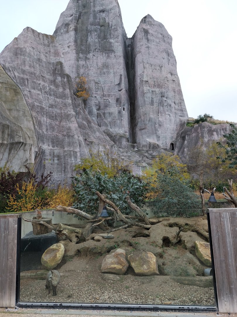 Meerkat & bat-eared fox exhibit