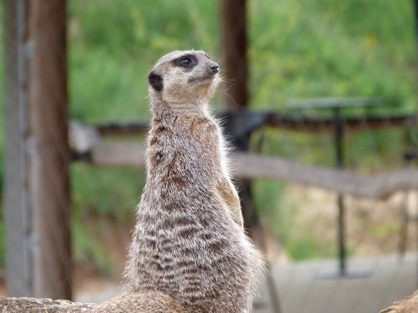 Meerkat -Bioparc de Doué la Fontaine (2025)