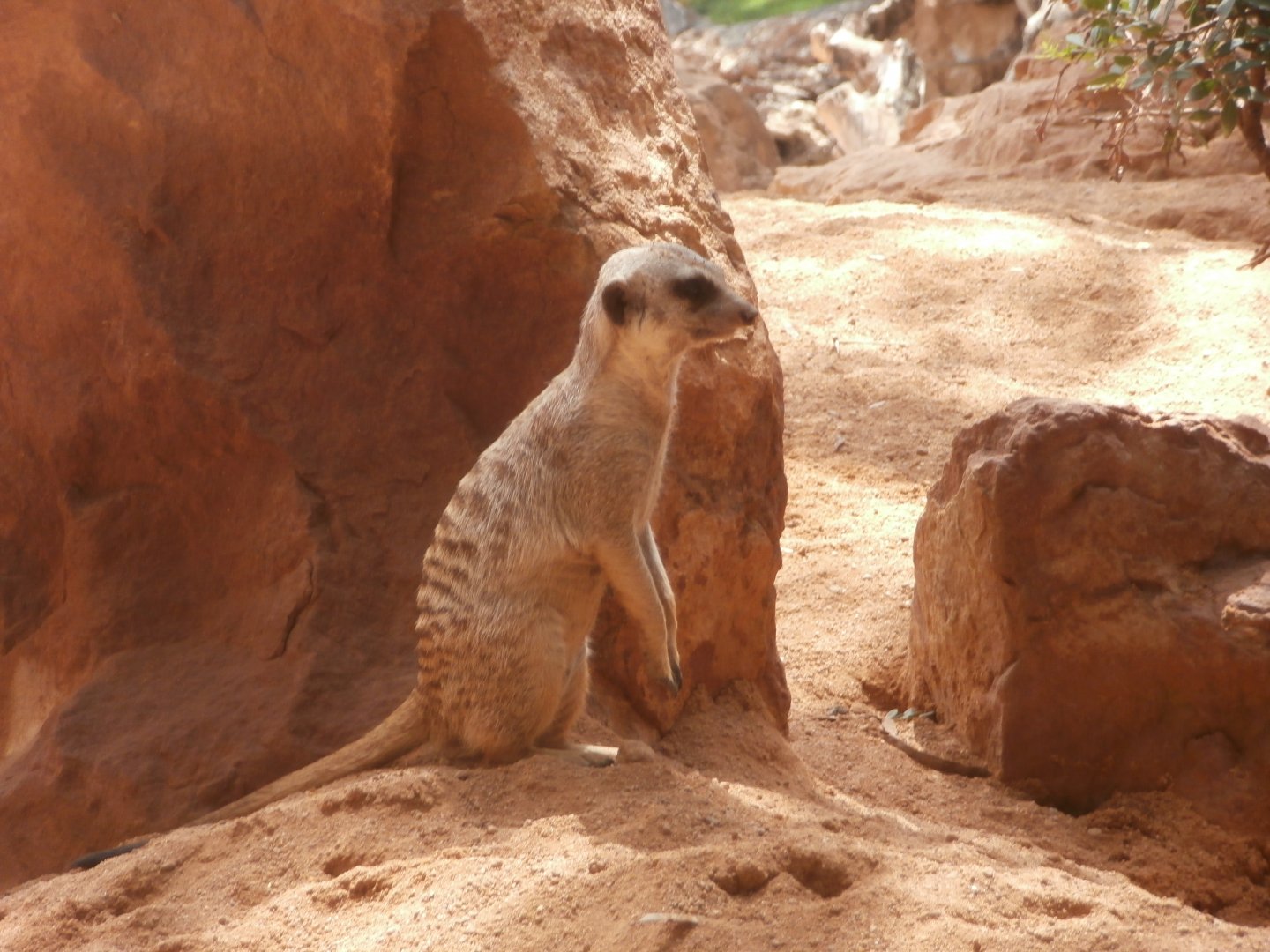 Meerkat -Bioparc Valencia (Summer 2017)