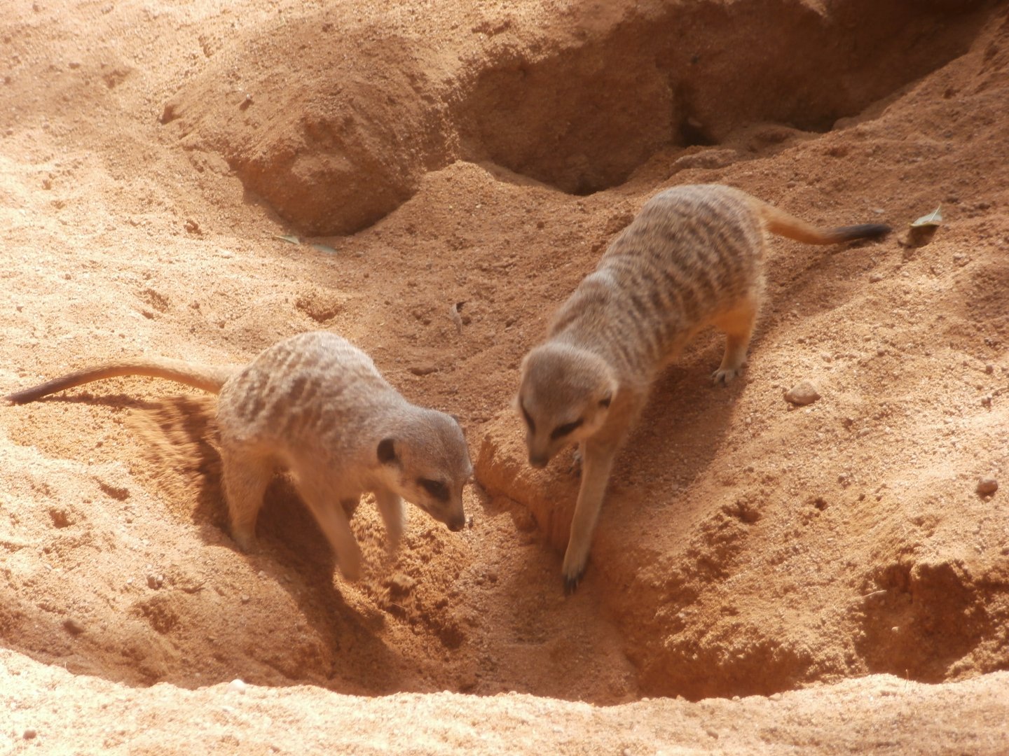Meerkat -Bioparc Valencia (Summer 2017)