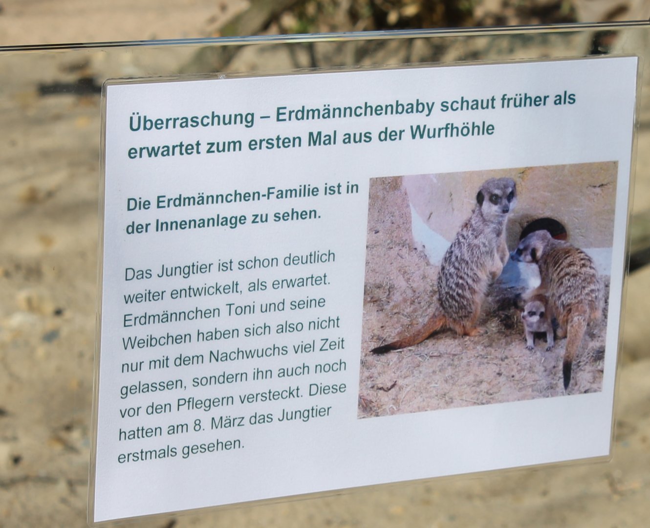Meerkat breeding-info