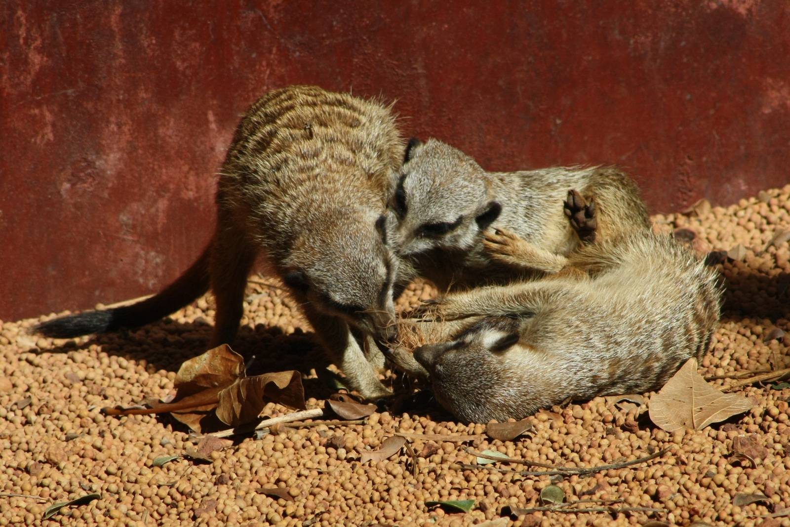 Meerkat bundle