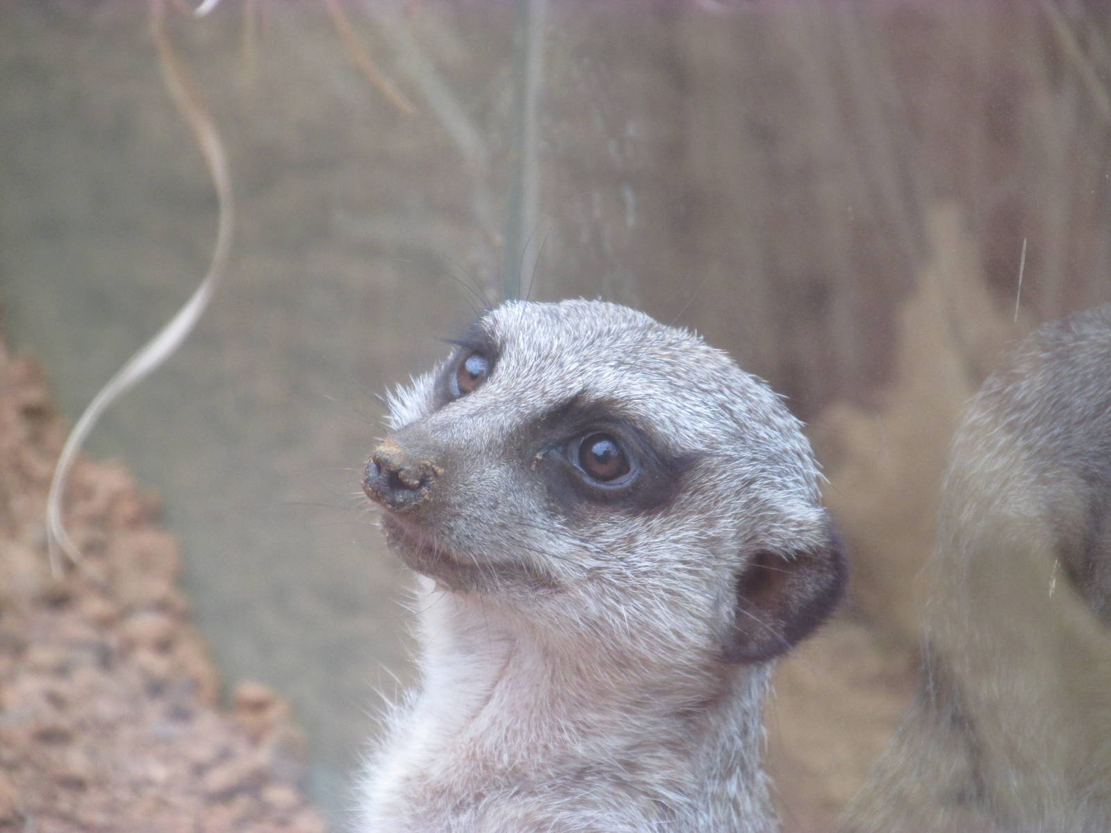 Meerkat Close Up