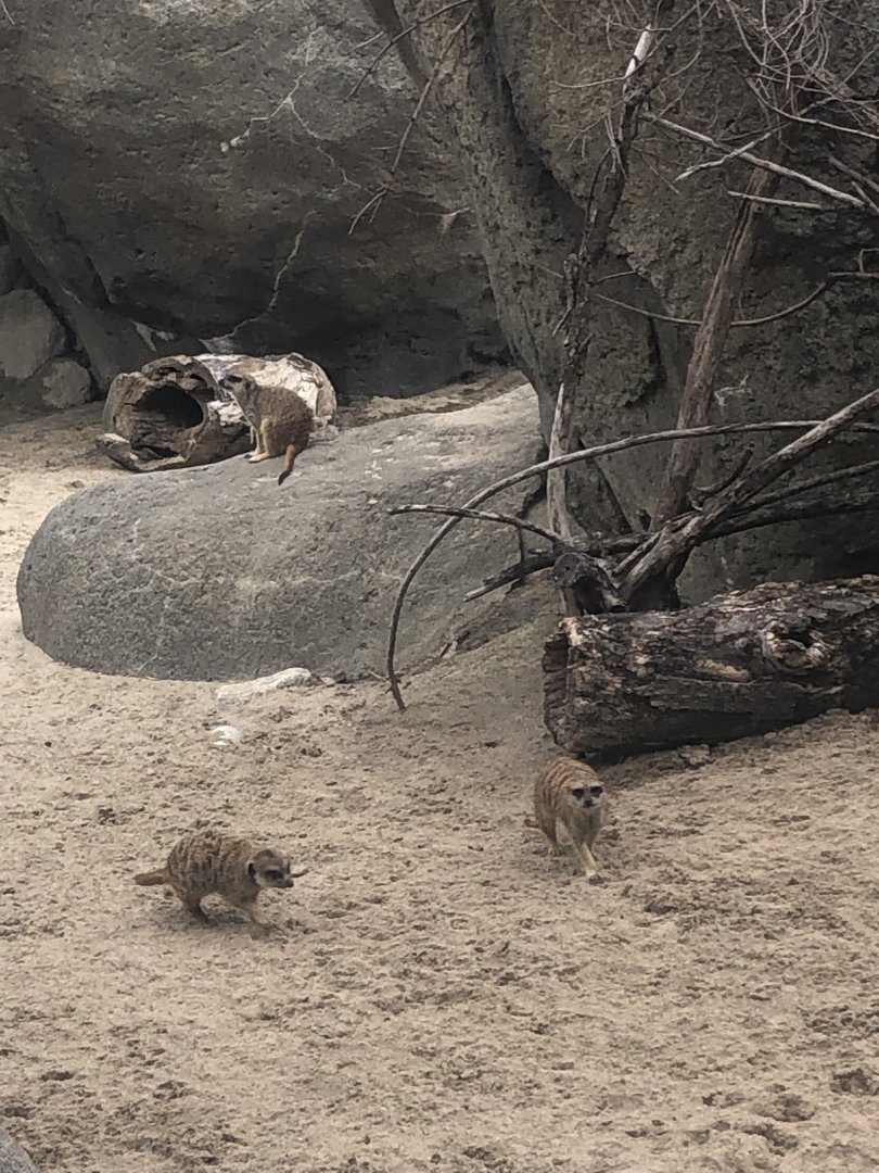 Meerkat colony