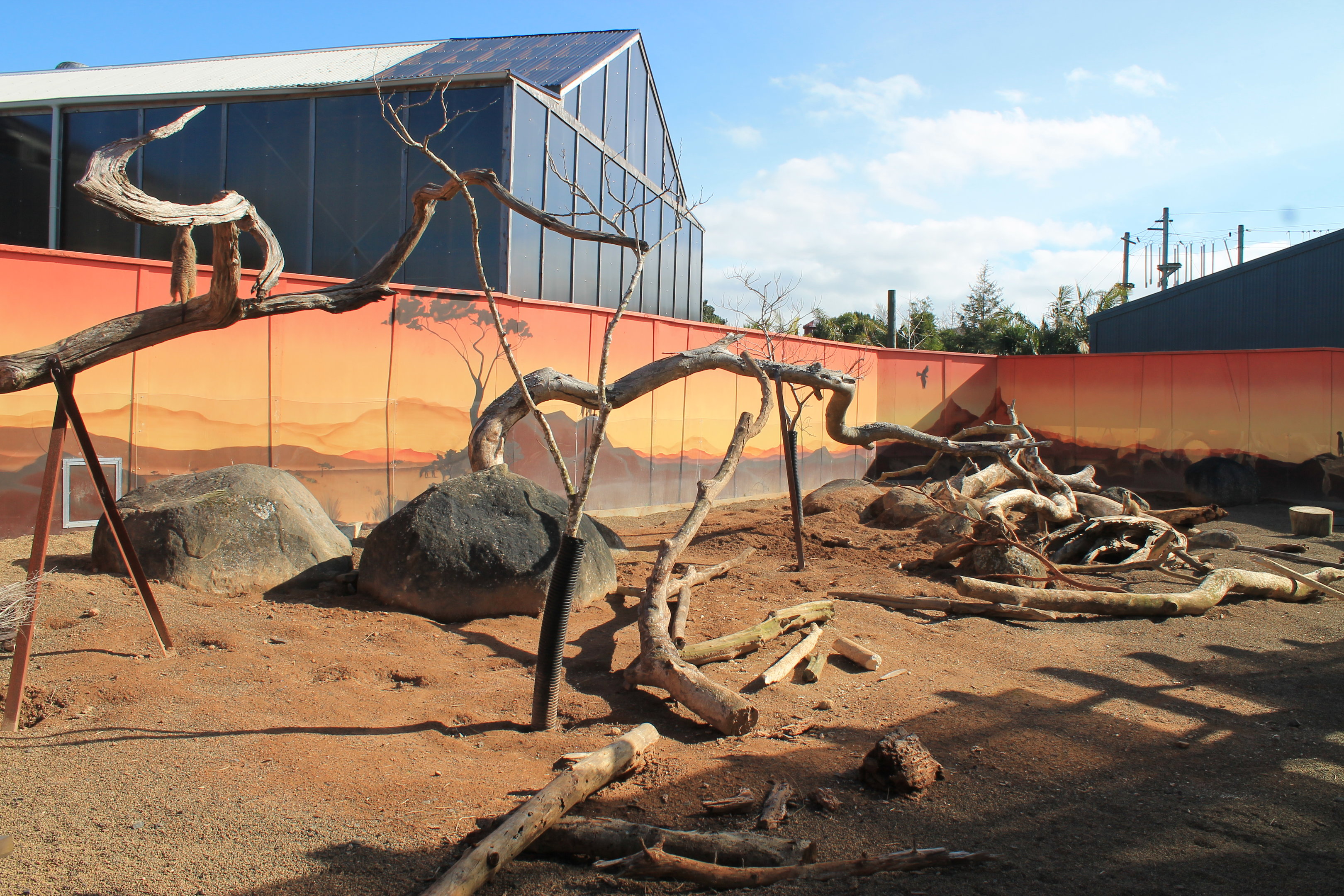 Meerkat / Crested Porcupine enclosure