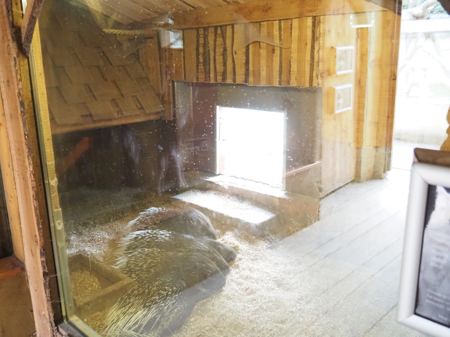 Meerkat - Crested porcupine indoor housing