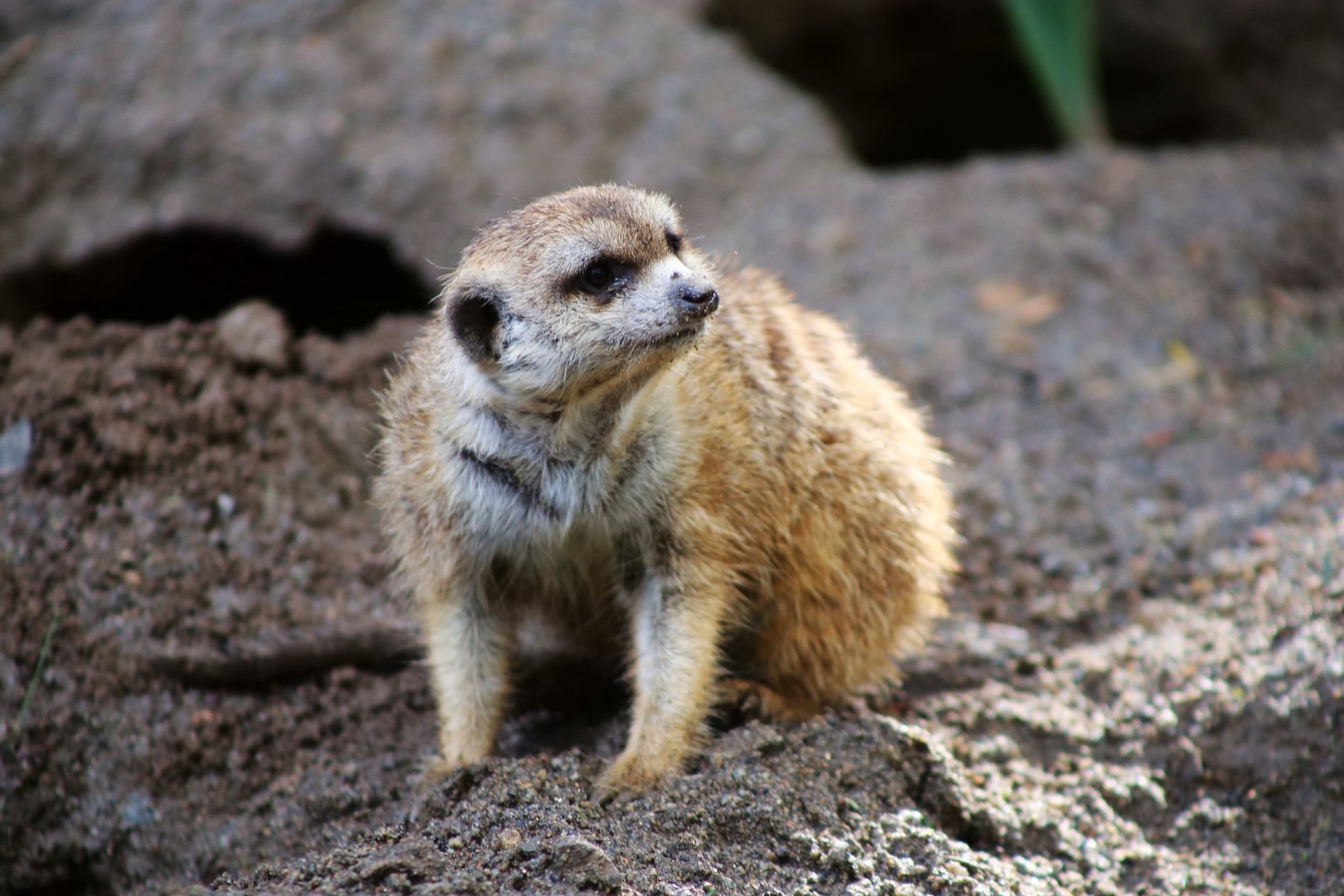 Meerkat, December 2019