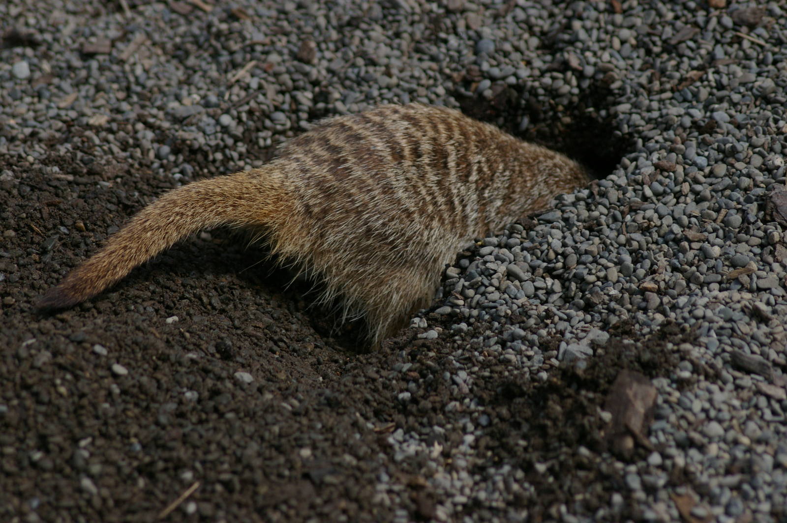 meerkat digging, Orana Park