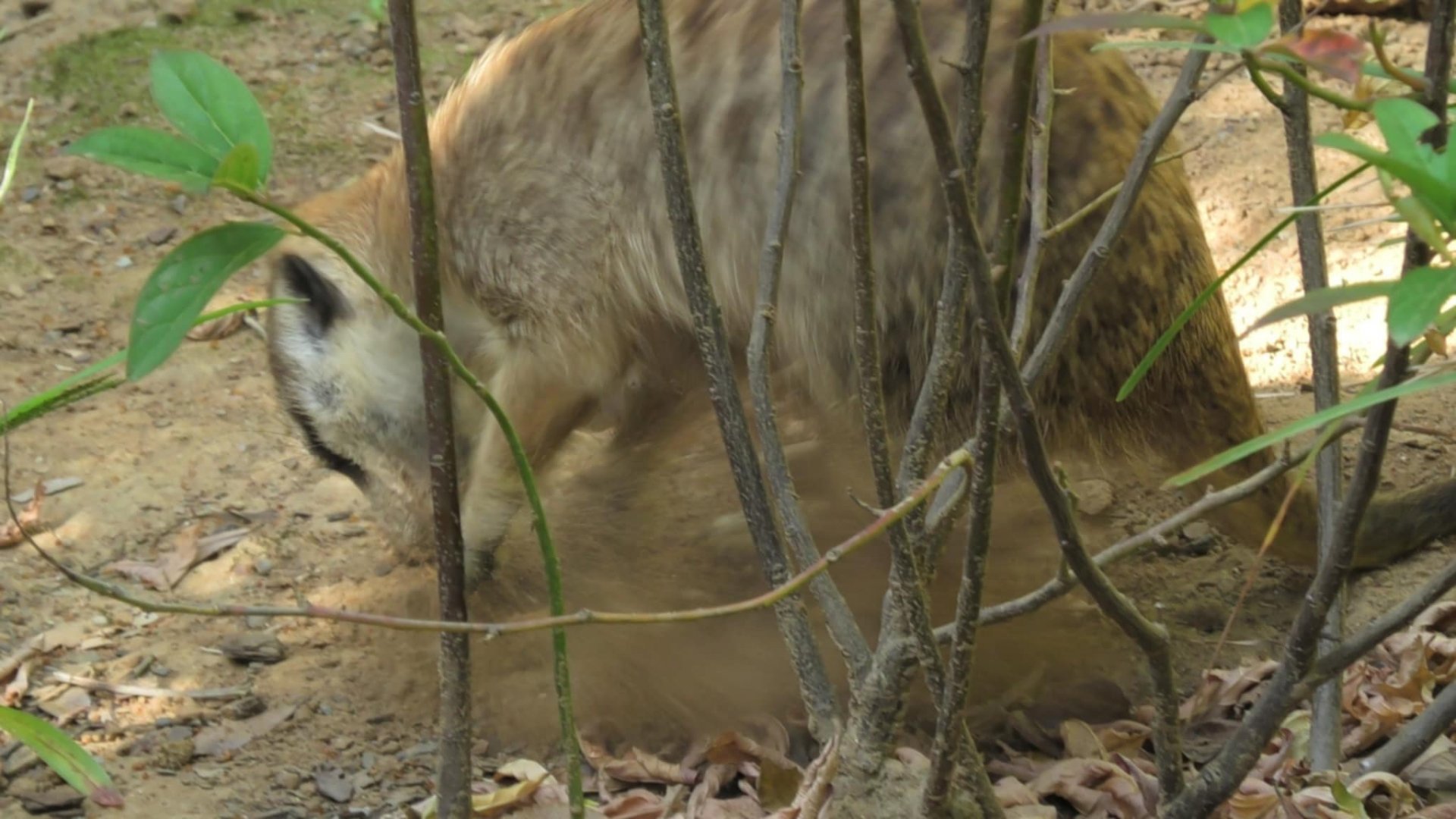 Meerkat digging up some dirt