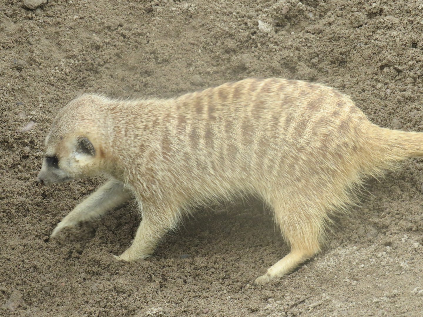 Meerkat digging