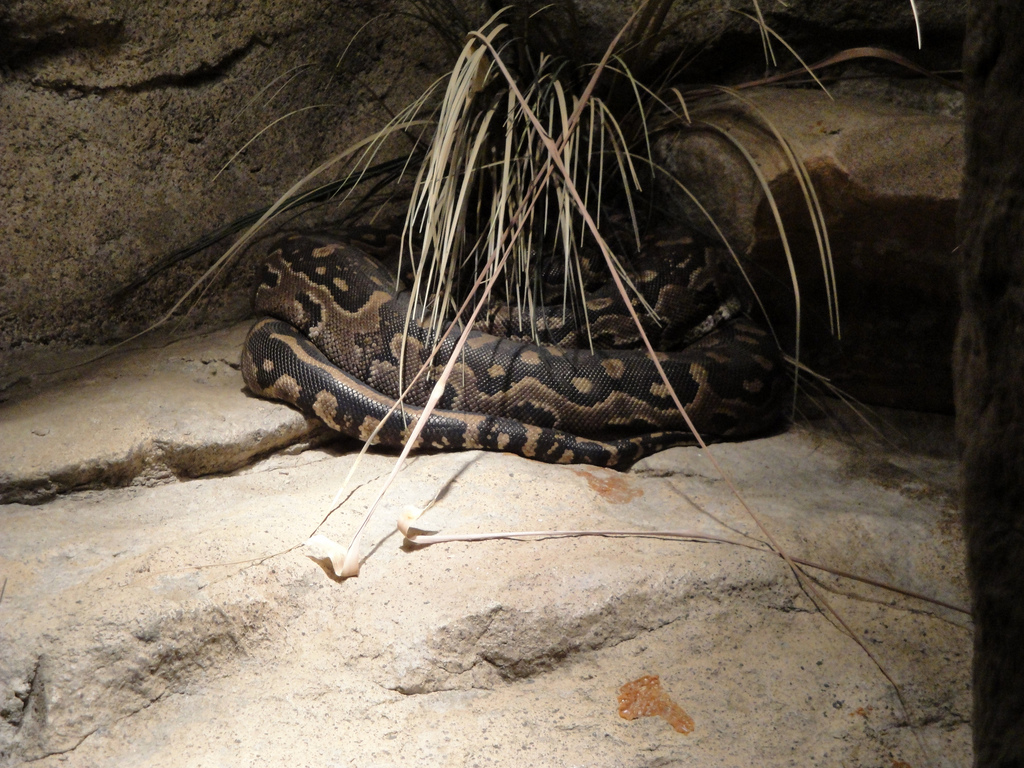 Meerkat Digs - African Rock Python
