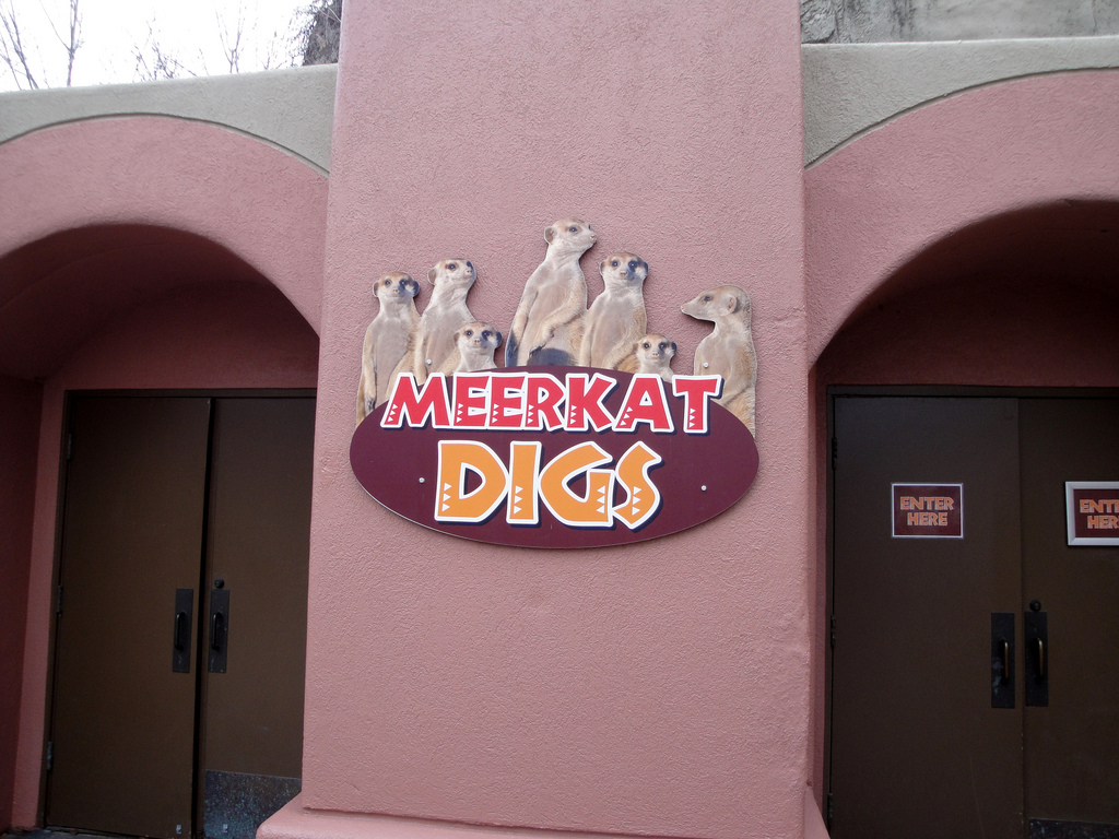 Meerkat Digs