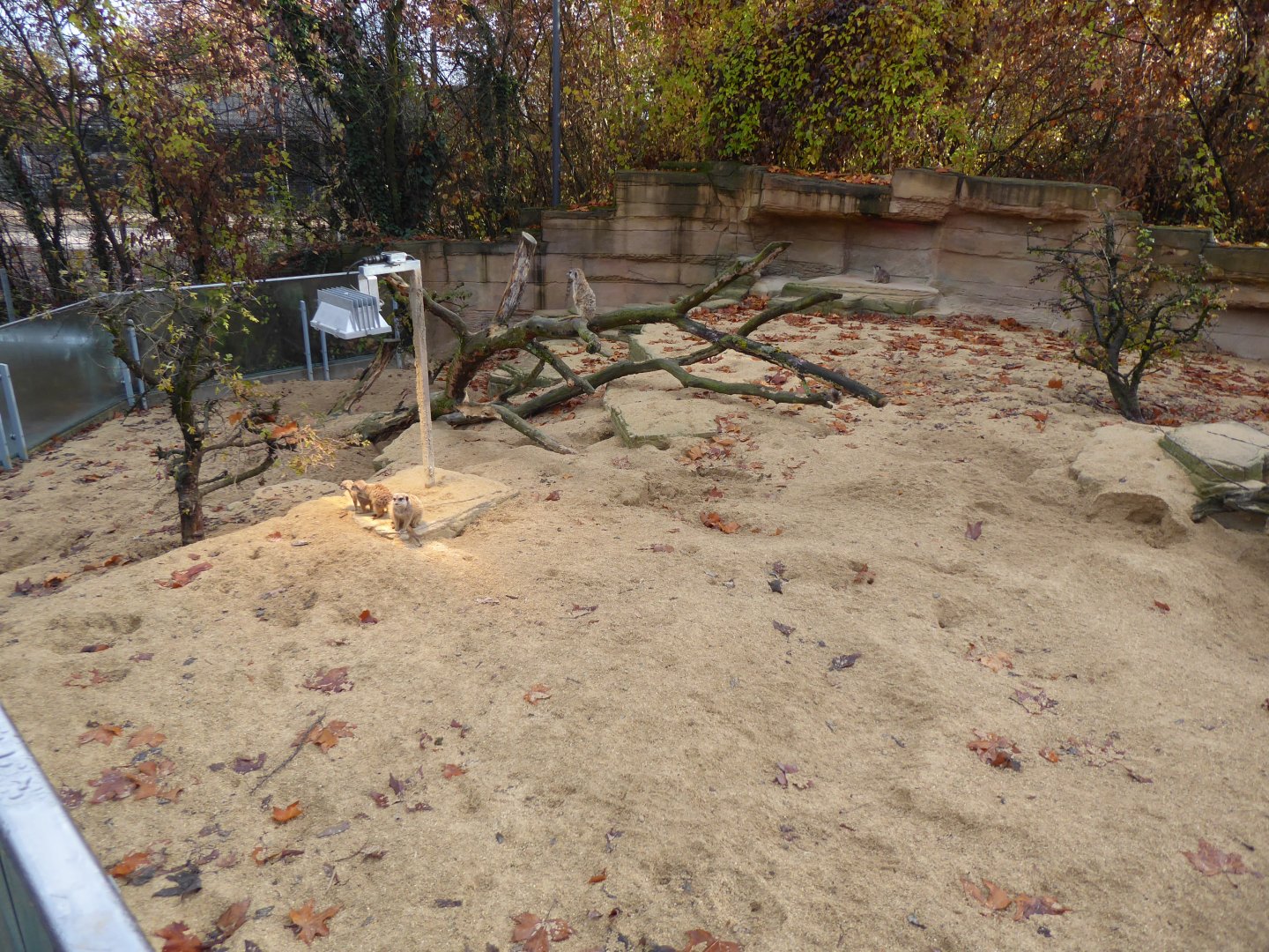 Meerkat enclosure 011218