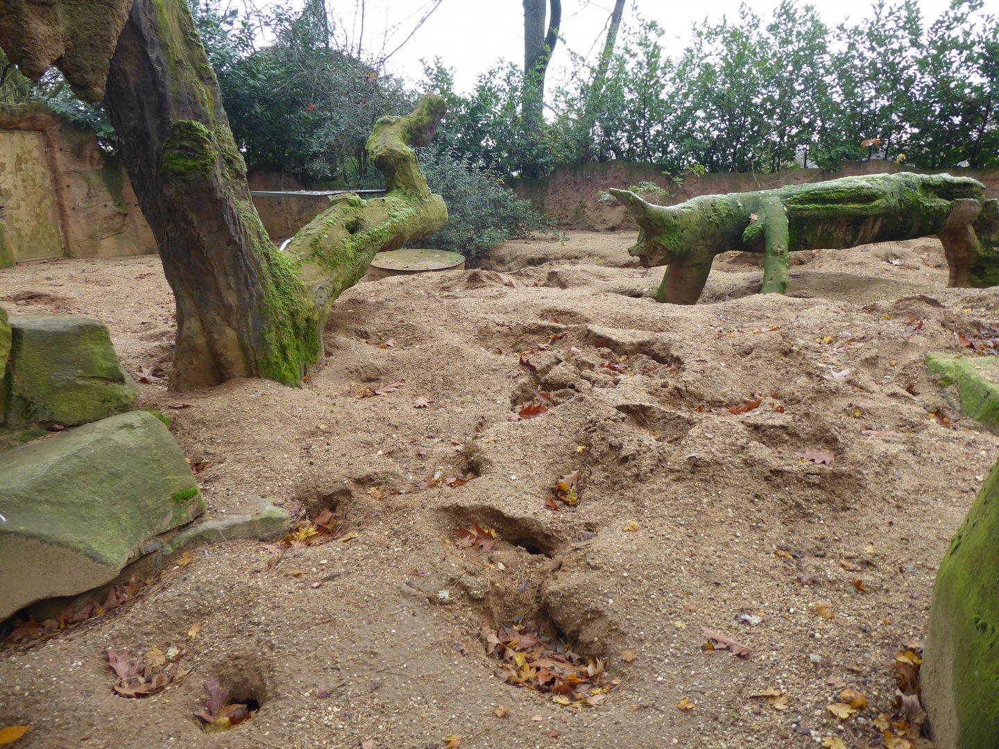 Meerkat enclosure 011219