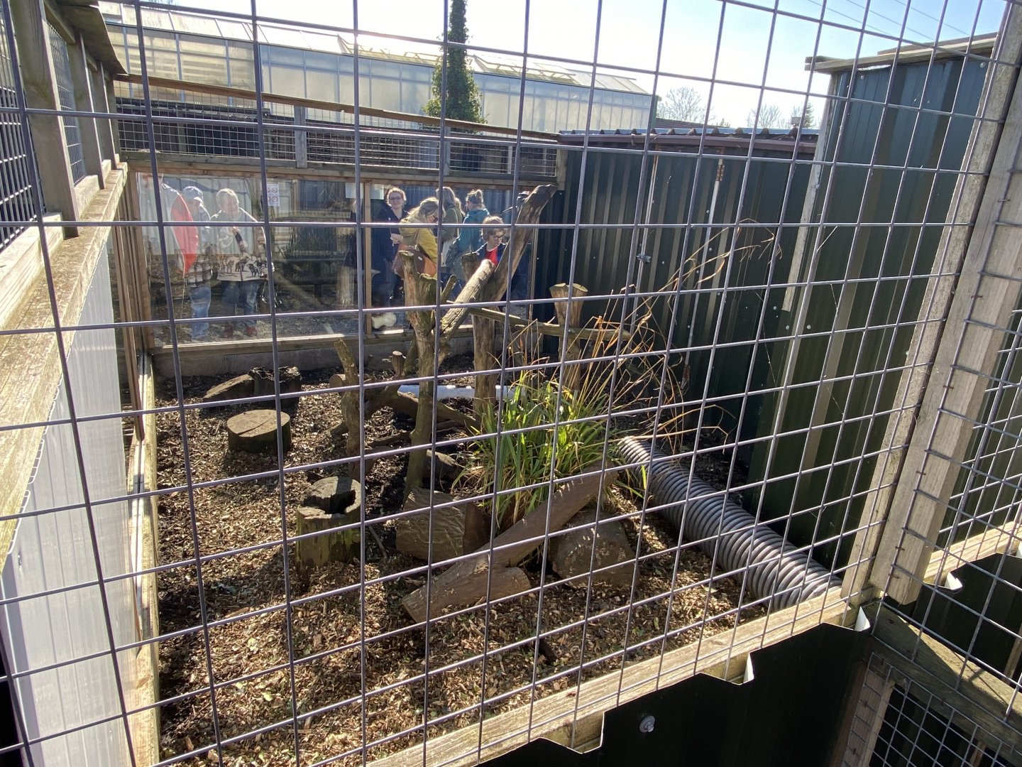 Meerkat enclosure 020325