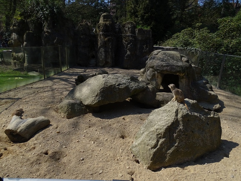 Meerkat enclosure (04/2023)