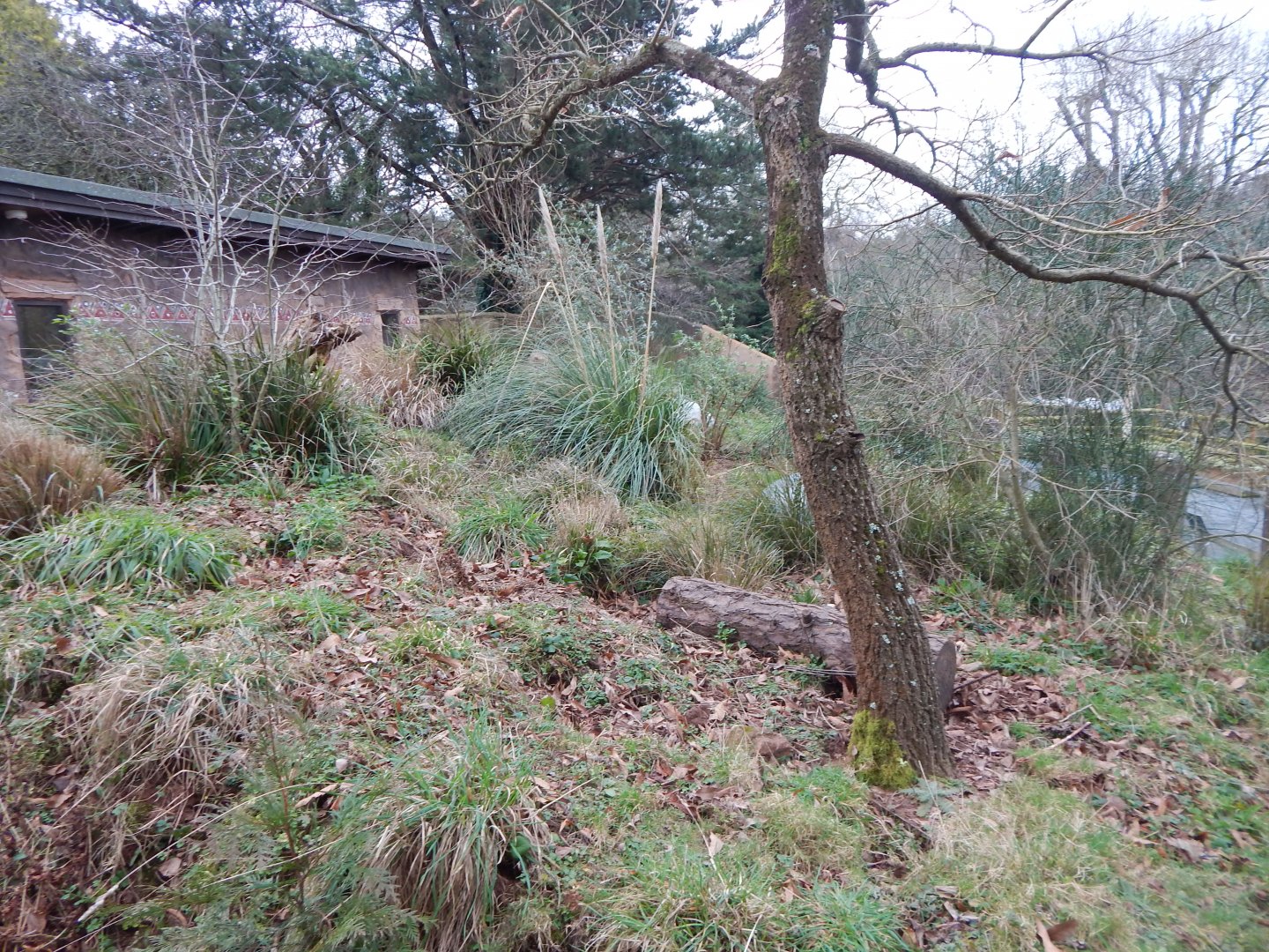 Meerkat enclosure 050224