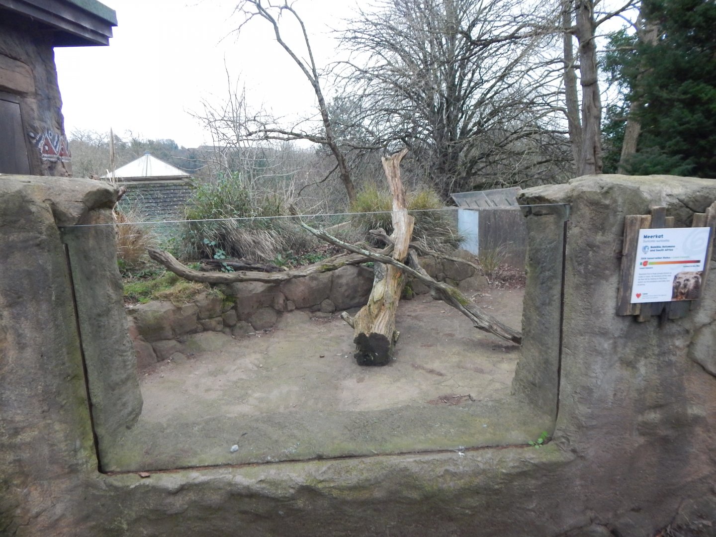 Meerkat enclosure 050224