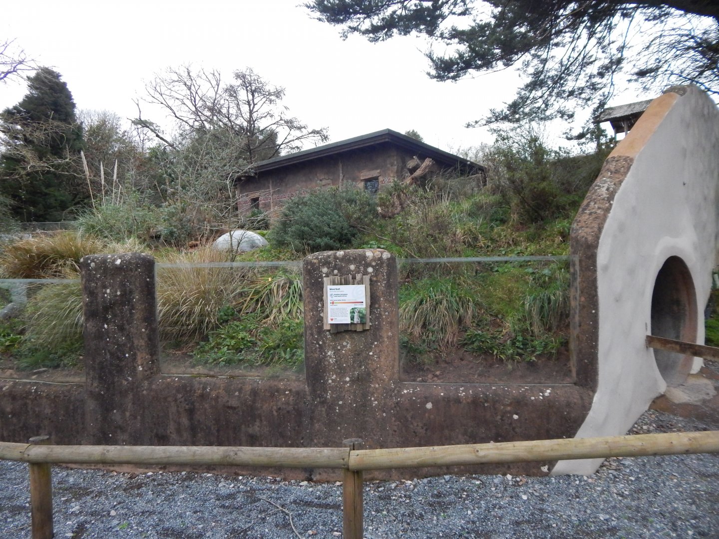 Meerkat enclosure 050224