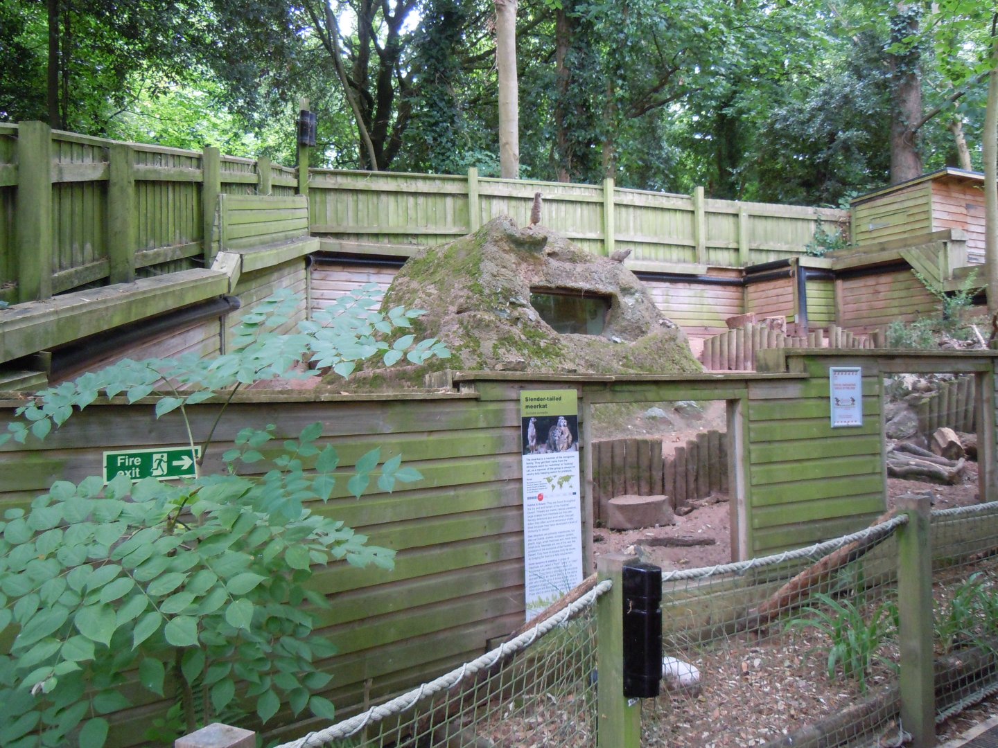 Meerkat enclosure 050820