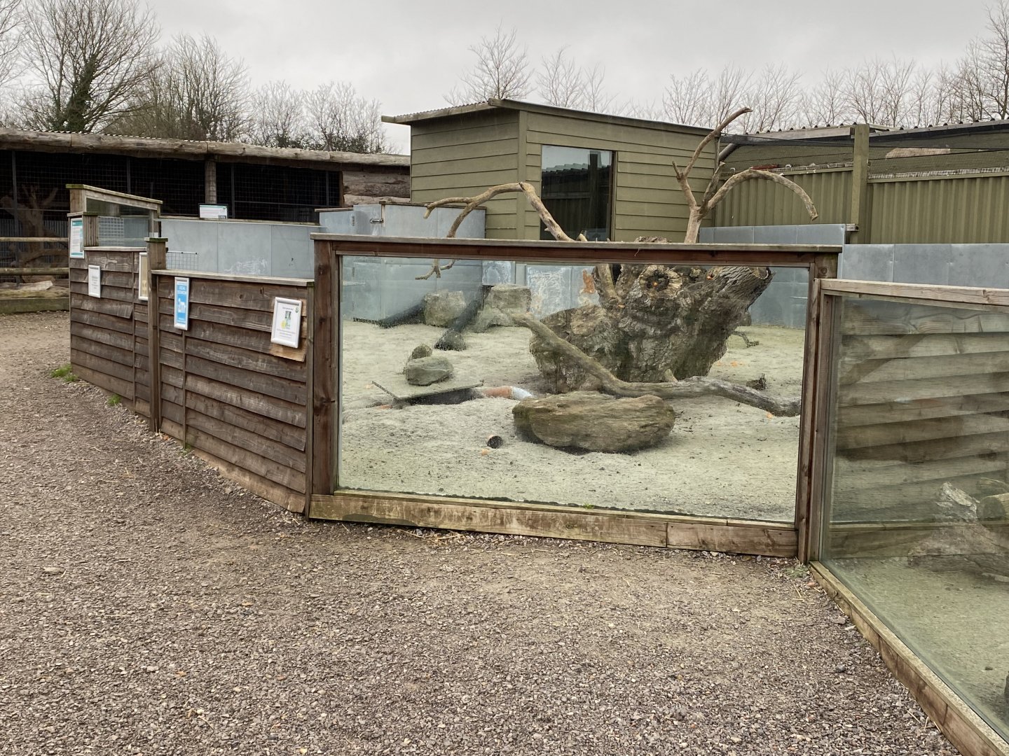 Meerkat enclosure 060222