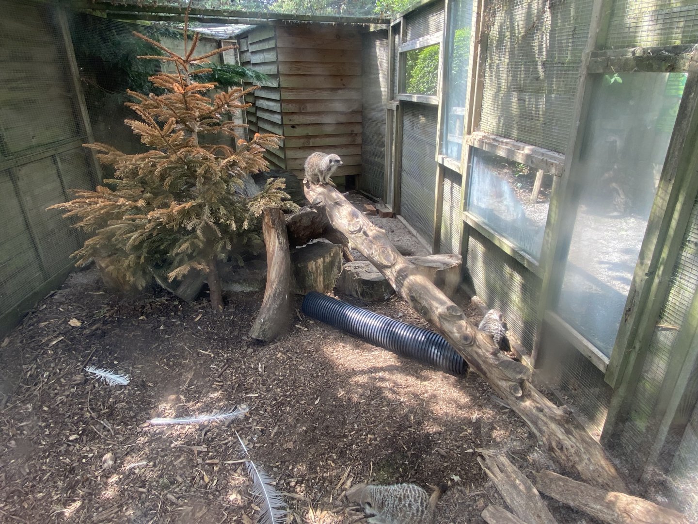 Meerkat enclosure 060625