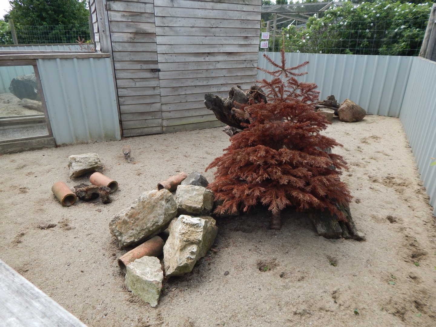 Meerkat enclosure 060625