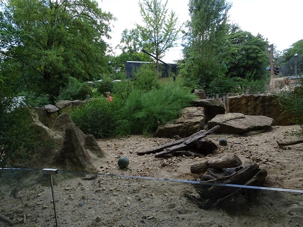 Meerkat enclosure (07/22)