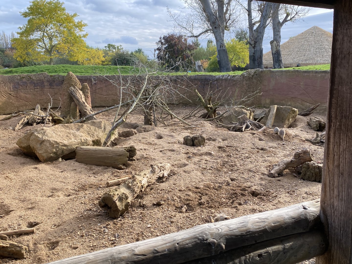 Meerkat enclosure 071020
