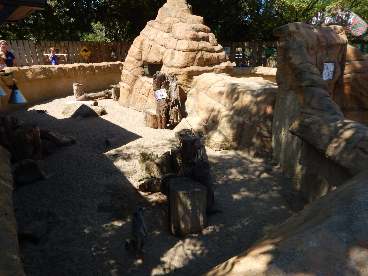 Meerkat enclosure 100722