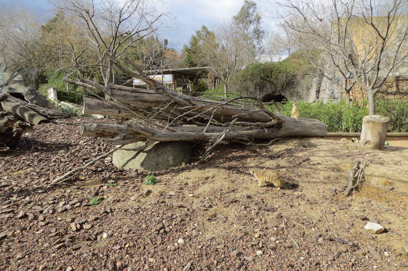 Meerkat enclosure 140216