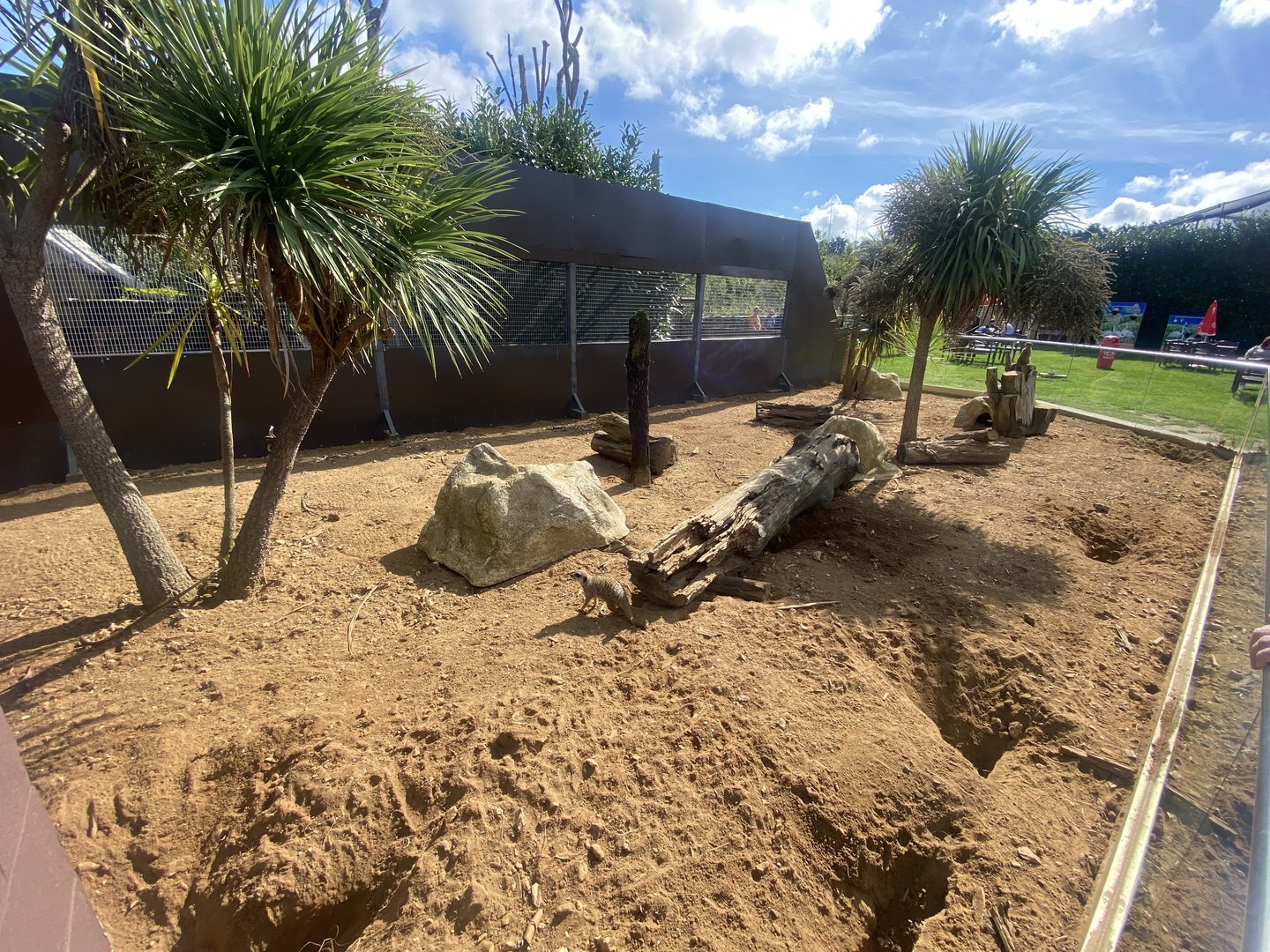 Meerkat enclosure 140923